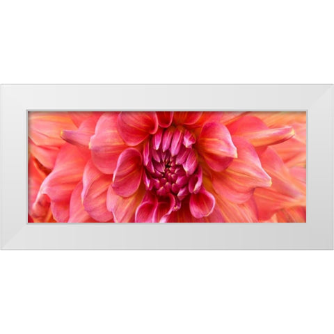 Perfect Dahlia  White Modern Wood Framed Art Print by Michal, Susan
