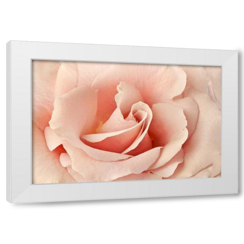 Rosa White Modern Wood Framed Art Print by Michal, Susan