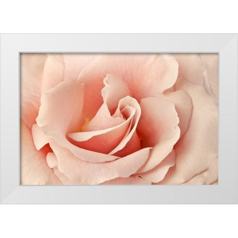 Rosa White Modern Wood Framed Art Print by Michal, Susan