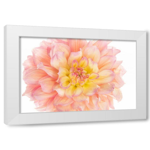 Coral Dahlia White Modern Wood Framed Art Print by Michal, Susan