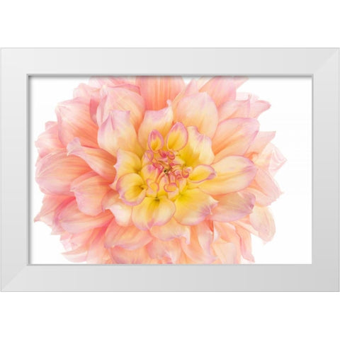Coral Dahlia White Modern Wood Framed Art Print by Michal, Susan