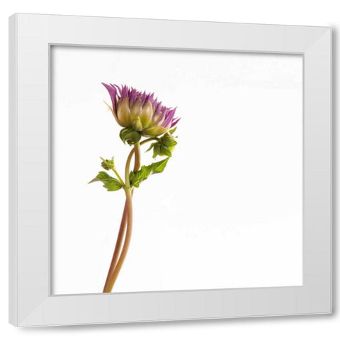 Vera Dahlia  White Modern Wood Framed Art Print by Michal, Susan