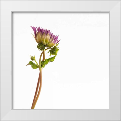Vera Dahlia  White Modern Wood Framed Art Print by Michal, Susan
