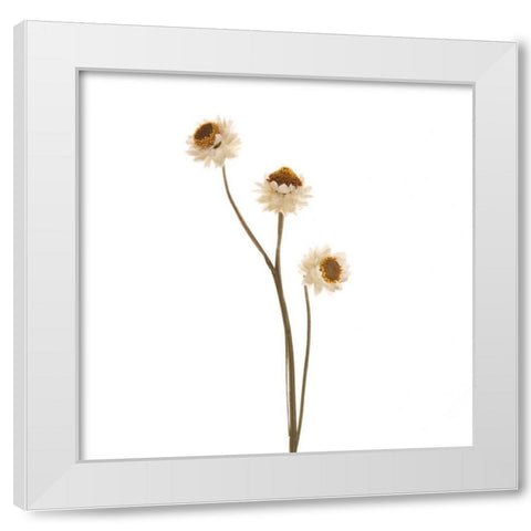 Strawflower  White Modern Wood Framed Art Print by Michal, Susan