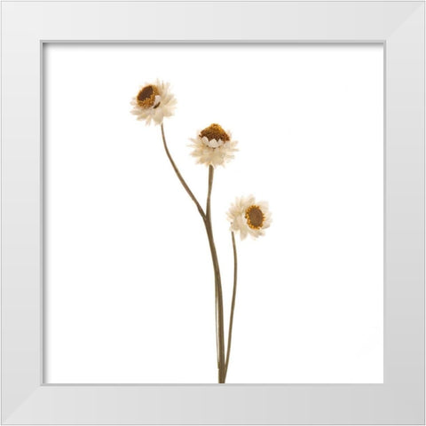 Strawflower  White Modern Wood Framed Art Print by Michal, Susan