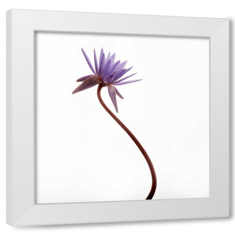 Water Lily  White Modern Wood Framed Art Print by Michal, Susan