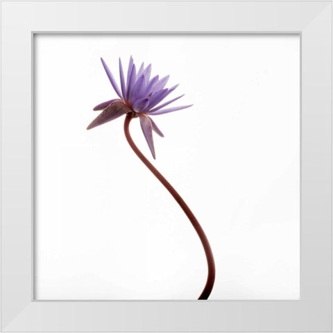 Water Lily  White Modern Wood Framed Art Print by Michal, Susan