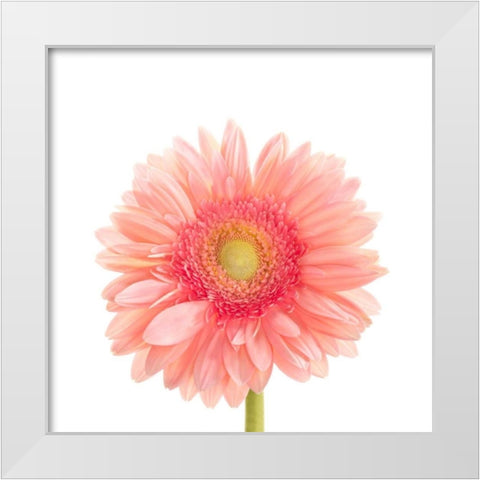 Gerbera Daisy  White Modern Wood Framed Art Print by Michal, Susan