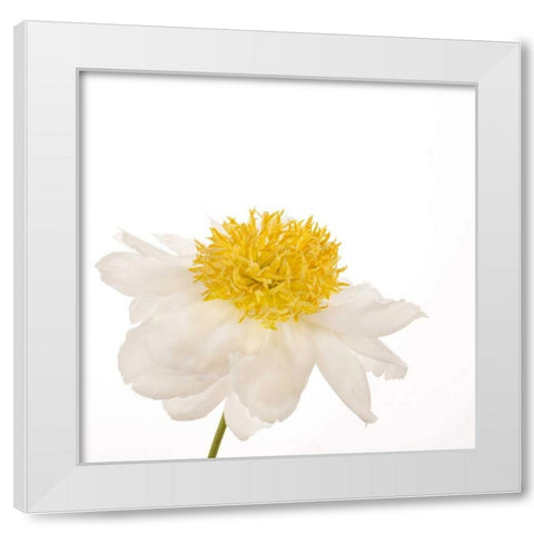 Gold Standard Peony  White Modern Wood Framed Art Print by Michal, Susan