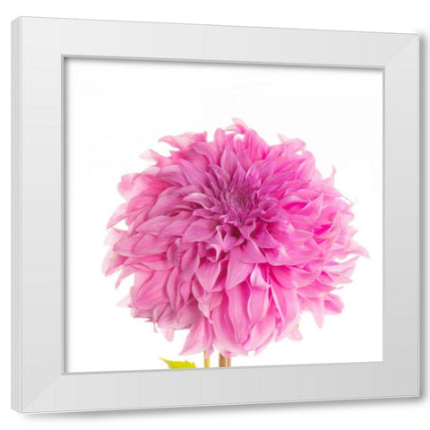 Swan Island Dahlia  White Modern Wood Framed Art Print by Michal, Susan