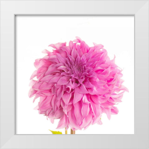 Swan Island Dahlia  White Modern Wood Framed Art Print by Michal, Susan