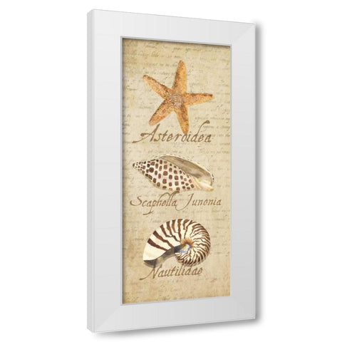 Oceanum Shell Panel Beige II White Modern Wood Framed Art Print by Reed, Tara