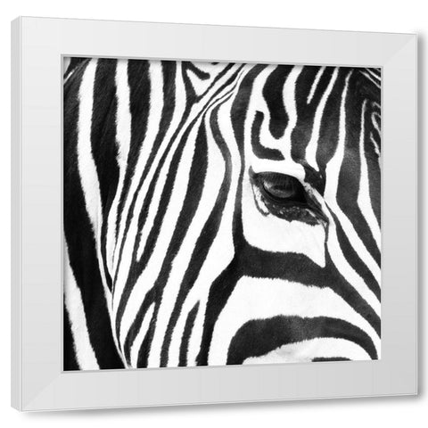 Zebra Up Close White Modern Wood Framed Art Print by Michal, Susan