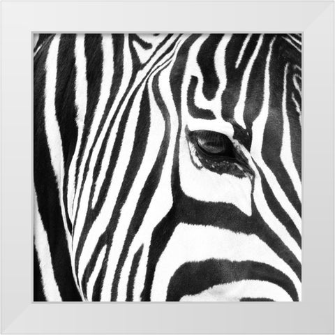 Zebra Up Close White Modern Wood Framed Art Print by Michal, Susan