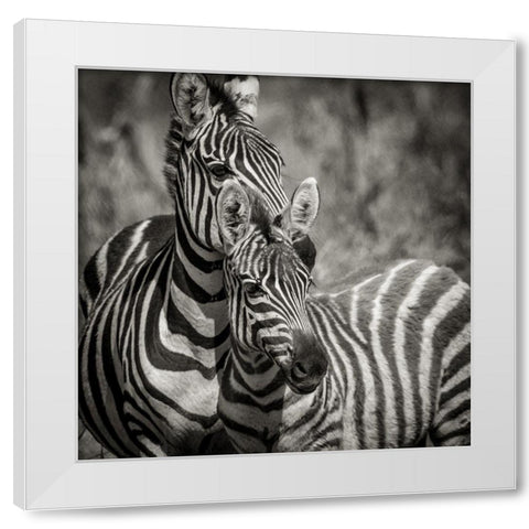 Zebra Pair White Modern Wood Framed Art Print by Michal, Susan