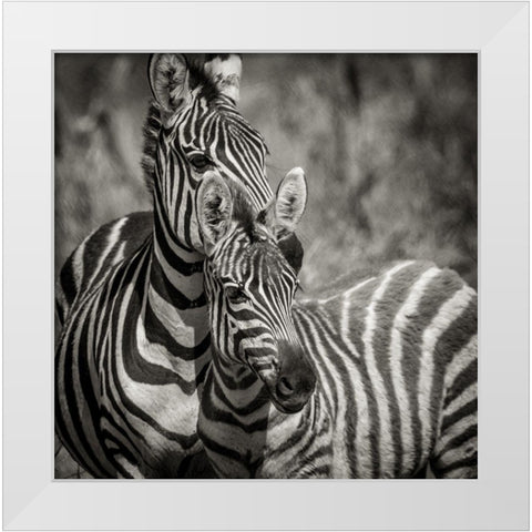 Zebra Pair White Modern Wood Framed Art Print by Michal, Susan
