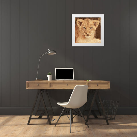 Lion Cub White Modern Wood Framed Art Print by Michal, Susan
