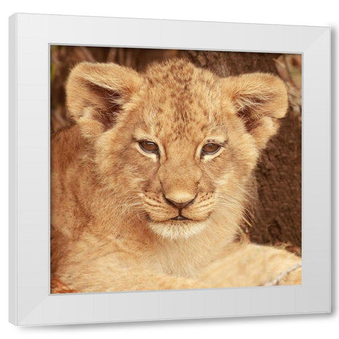 Lion Cub White Modern Wood Framed Art Print by Michal, Susan