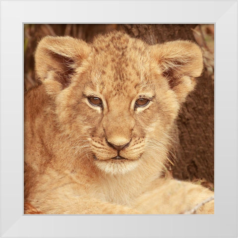 Lion Cub White Modern Wood Framed Art Print by Michal, Susan