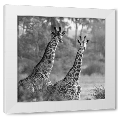 A Pair of Giraffes White Modern Wood Framed Art Print by Michal, Susan