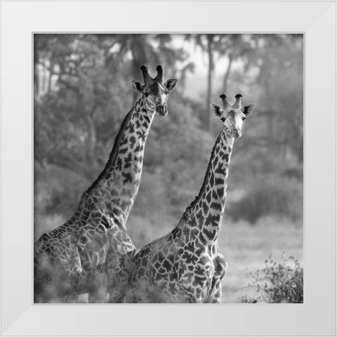 A Pair of Giraffes White Modern Wood Framed Art Print by Michal, Susan