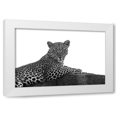 Leopard in Black and White White Modern Wood Framed Art Print by Michal, Susan