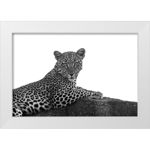 Leopard in Black and White White Modern Wood Framed Art Print by Michal, Susan