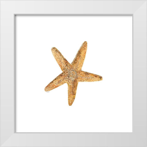 Oceanum Shells white VI-Sea Star White Modern Wood Framed Art Print by Reed, Tara