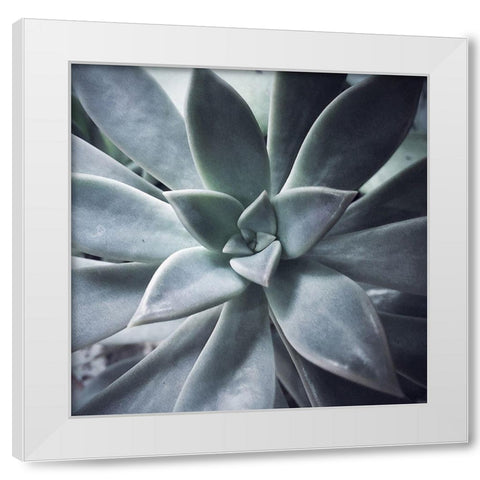 A Succulent  Life White Modern Wood Framed Art Print by Manelis, Jessica