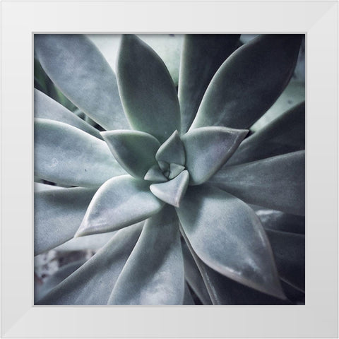 A Succulent  Life White Modern Wood Framed Art Print by Manelis, Jessica