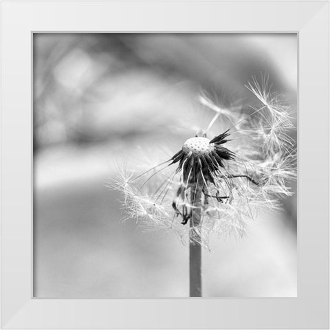 Blown  Away White Modern Wood Framed Art Print by Manelis, Jessica