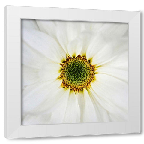 Center  of Attention White Modern Wood Framed Art Print by Manelis, Jessica
