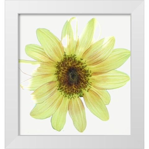 Coming  Up Daisy White Modern Wood Framed Art Print by Manelis, Jessica