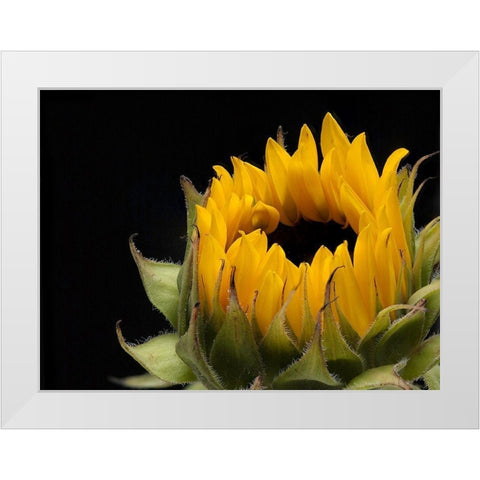 Glow  of Content White Modern Wood Framed Art Print by Manelis, Jessica