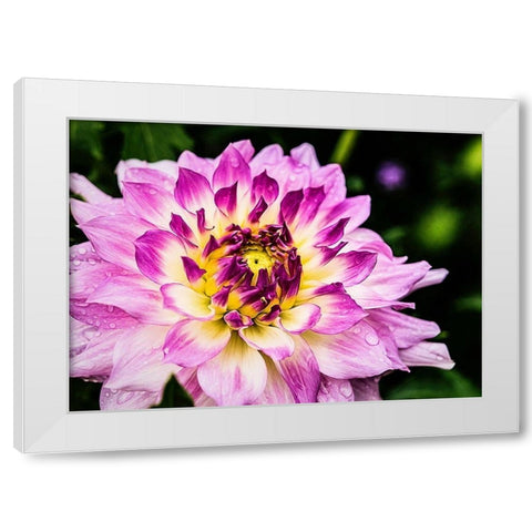 In  Full Regalia White Modern Wood Framed Art Print by Manelis, Jessica