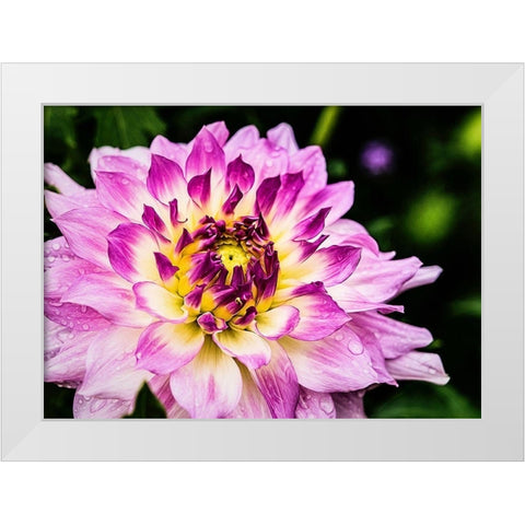 In  Full Regalia White Modern Wood Framed Art Print by Manelis, Jessica