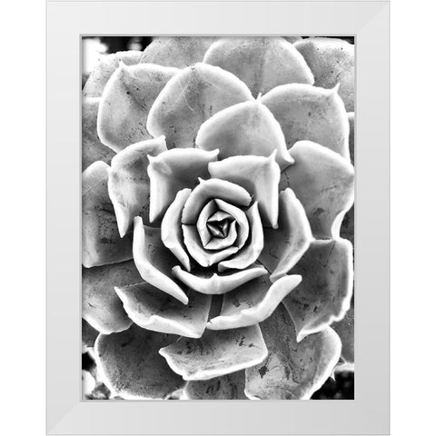 Peace  Love And Succulent black and white White Modern Wood Framed Art Print by Manelis, Jessica