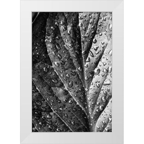 Such  a Morning White Modern Wood Framed Art Print by Manelis, Jessica
