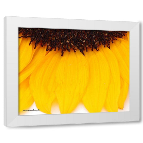 Sunflower  Closeup White Modern Wood Framed Art Print by Manelis, Jessica