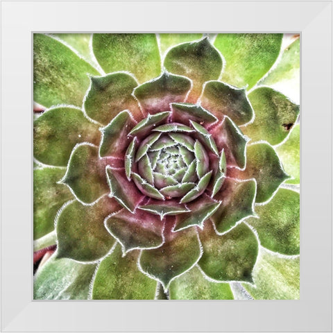 What  up Succa White Modern Wood Framed Art Print by Manelis, Jessica