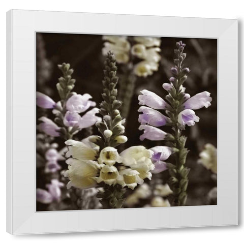 Hint of Spring V White Modern Wood Framed Art Print by Romita, Denise