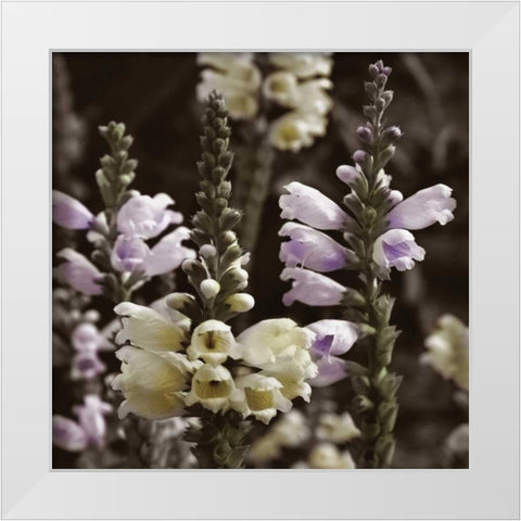 Hint of Spring V White Modern Wood Framed Art Print by Romita, Denise