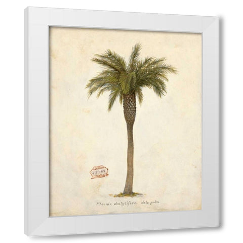 Date Palm Illustration Â Â Â Â Â Â Â Â Â Â Â Â Â Â   White Modern Wood Framed Art Print by Fisk, Arnie