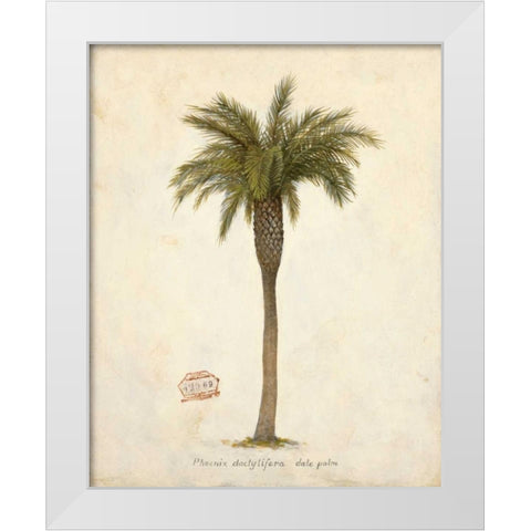 Date Palm Illustration Â Â Â Â Â Â Â Â Â Â Â Â Â Â   White Modern Wood Framed Art Print by Fisk, Arnie