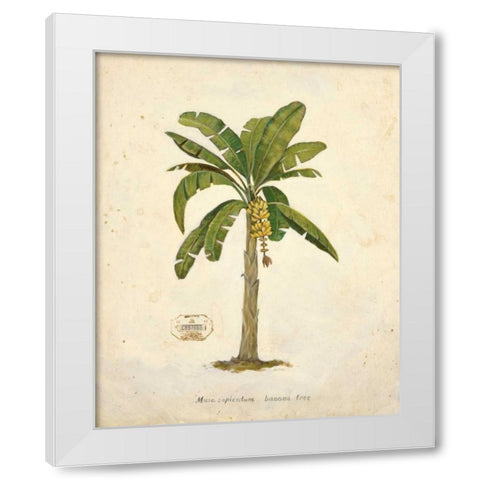 Banana Palm Illustration  White Modern Wood Framed Art Print by Fisk, Arnie