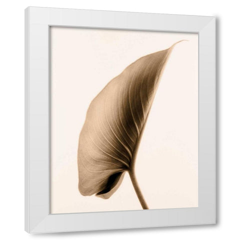 Alocasia 1 White Modern Wood Framed Art Print by Greenwood, Julie
