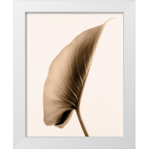Alocasia 1 White Modern Wood Framed Art Print by Greenwood, Julie