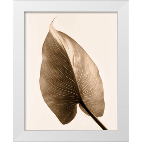 Alocasia 2 White Modern Wood Framed Art Print by Greenwood, Julie