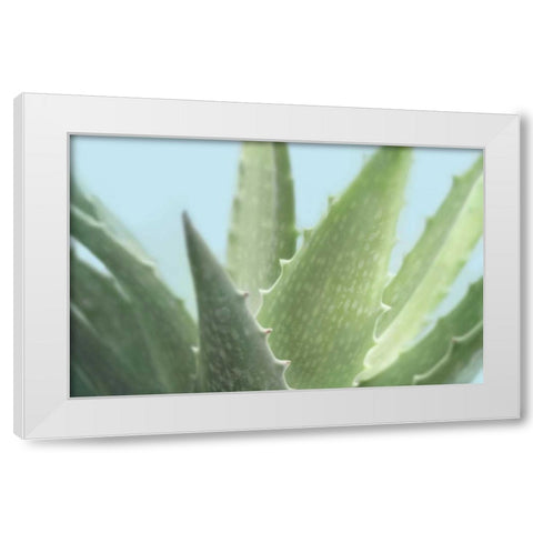 Soft Focus Succulent 1 White Modern Wood Framed Art Print by Greenwood, Julie