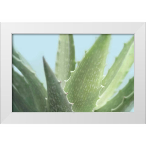 Soft Focus Succulent 1 White Modern Wood Framed Art Print by Greenwood, Julie